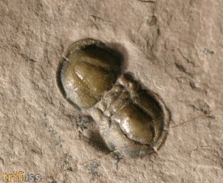 Peronopsis interstricta (WHITE, 1874)