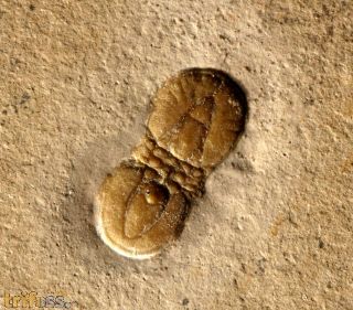 Ptychagnostus germanus OPIK, 1979