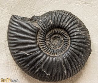 Idoceras neohispanicum Burckhardt, 1912