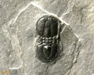 Ptychagnostus atavus (Tullberg, 1880)