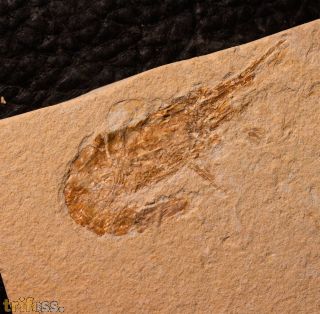 Carpopenaeus callirostris Glaessner 1945