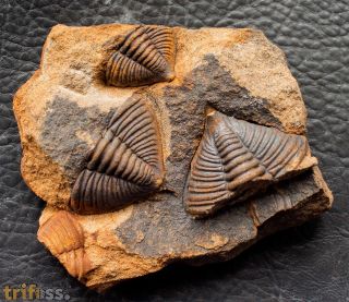 Dalmanitina socialis (Barrande, 1846)
