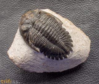 Hollardops mesocristata (LE MAITRE 1952)