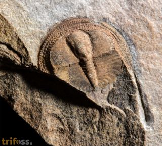 Lloydolithus lloydi (MURCHISON, 1839)