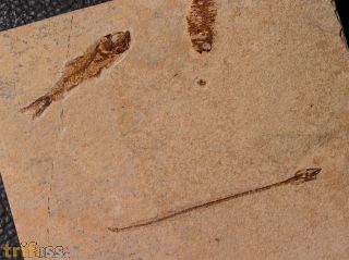Hayenchelys germanus (HAY, 1903) &  Armigatus brevissimus (Blainville, 1818)