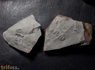 Ogyginus corndensis (MURCHISON,1839)
