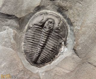 Elrathia kingii MEEK, 1870