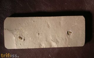 Peronopsis interstricta (WHITE, 1874)