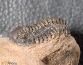 Acastoides zguilmensis CHATTERON et al., 2006