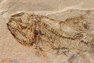 Spaniodon latus (Agassiz, 1844)