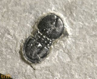 Ptychagnostus atavus (Tullberg, 1880)