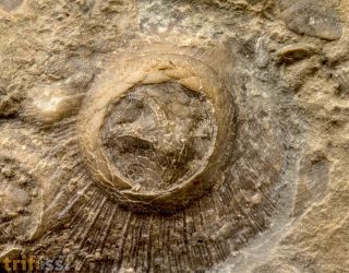 Isorophusella incondita (Raymond 1915)