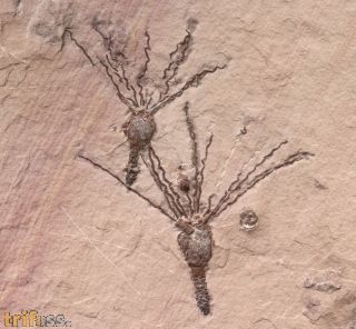 Gogia spiralis  ROBINSON et al. 1989