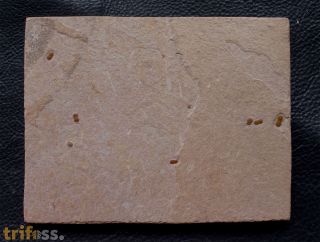 Ptychagnostus germanus OPIK, 1979 & Peronopsis fallax (Tullberg, 1880)