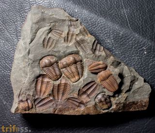 Ellipsocephalus hoffi (Schlotheim, 1823)