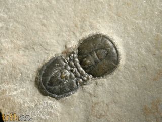 Ptychagnostus atavus (Tullberg, 1880)