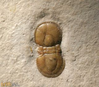 Hypagnostus parvifrons (LINNARSSON,1869)