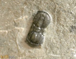 Baltagnostus eurypyx ROBISON, 1964