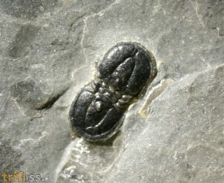 Ptychagnostus atavus (Tullberg, 1880)