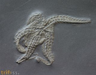 Taeniaster beneckei  (Strtz, 1886)