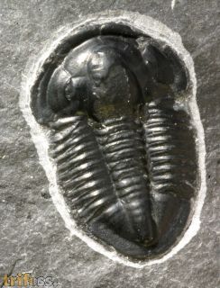 Asaphiscus wheeleri MEEK, 1873