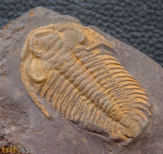 Eccaparadoxides pusillus (Barrande, 1846)