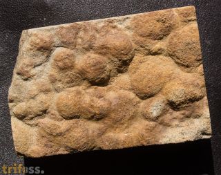 Nemiana simplex Paliy, 1976
