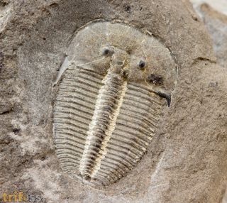 Aulacopleura konincki (BARRANDE, 1846)