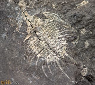 Odontopleura prevosti (Barrande, 1846)