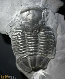 Asaphiscus wheeleri MEEK, 1873