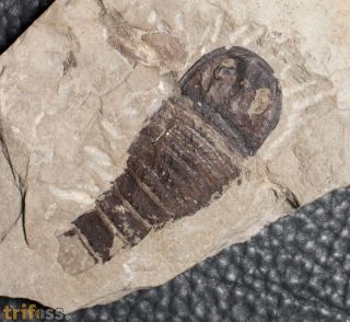 Eurypterus (Balteurypterus) tetragonophtalmus (Fischer, 1839)