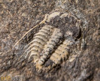 Kettneraspis roemeri (Barrande, 1852)