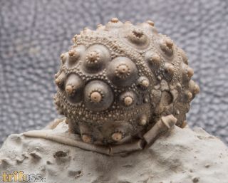 Hemicidaris intermedia (FLEMMING, 1840)