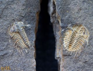 Kettneraspis roemeri (Barrande, 1852)