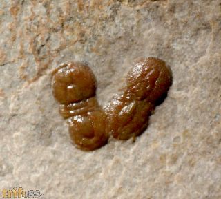 Hypagnostus parvifrons (LINNARSSON, 1869) & Ptychagnostus cuyanu