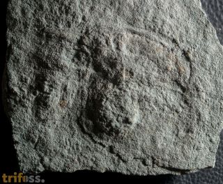 Cyclomedusa dniestriensis Grytsenko, 2020