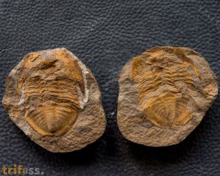 Megalaspides sp.