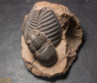 Paralejurus elayounensis SCHRAUT 2000 & Scabrella pradoana (DE Verneul,  1850)