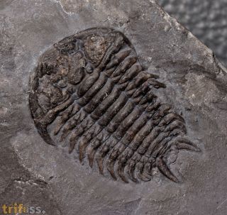 Ceraurus milleranus (Miller & Gurley, 1894)