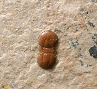 Hypagnostus parvifrons (LINNARSSON, 1869)