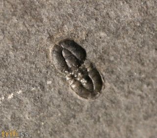 Ptychagnostus atavus (Tullberg, 1880)