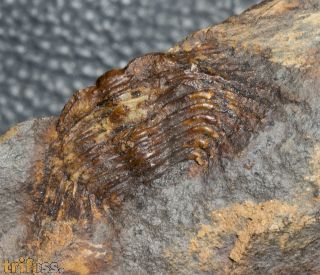 Kettneraspis seiberti Basse, 2004