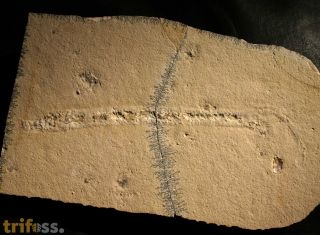 Borstenwurm , Eunicites proavus GERMAR 1842