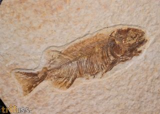 Mioplosus labracoides Cope, 1877