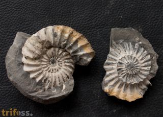 Pleuroceras spinatum (Bruguire 1789)