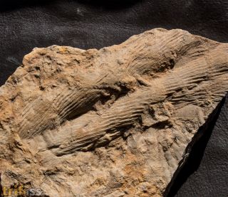 Cruziana furcifera dOrbigny, 1842