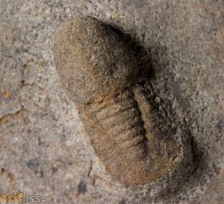 Degamella sendinoae Corbacho, 2011