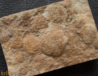 Nemiana simplex Paliy, 1976