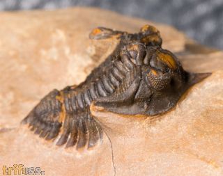 Pseudocryphaeus minimus MORZADEC, 2001