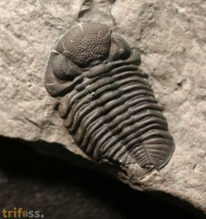 Phacops rana rana (Green, 1832)
